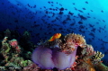   Maldivian reef life  